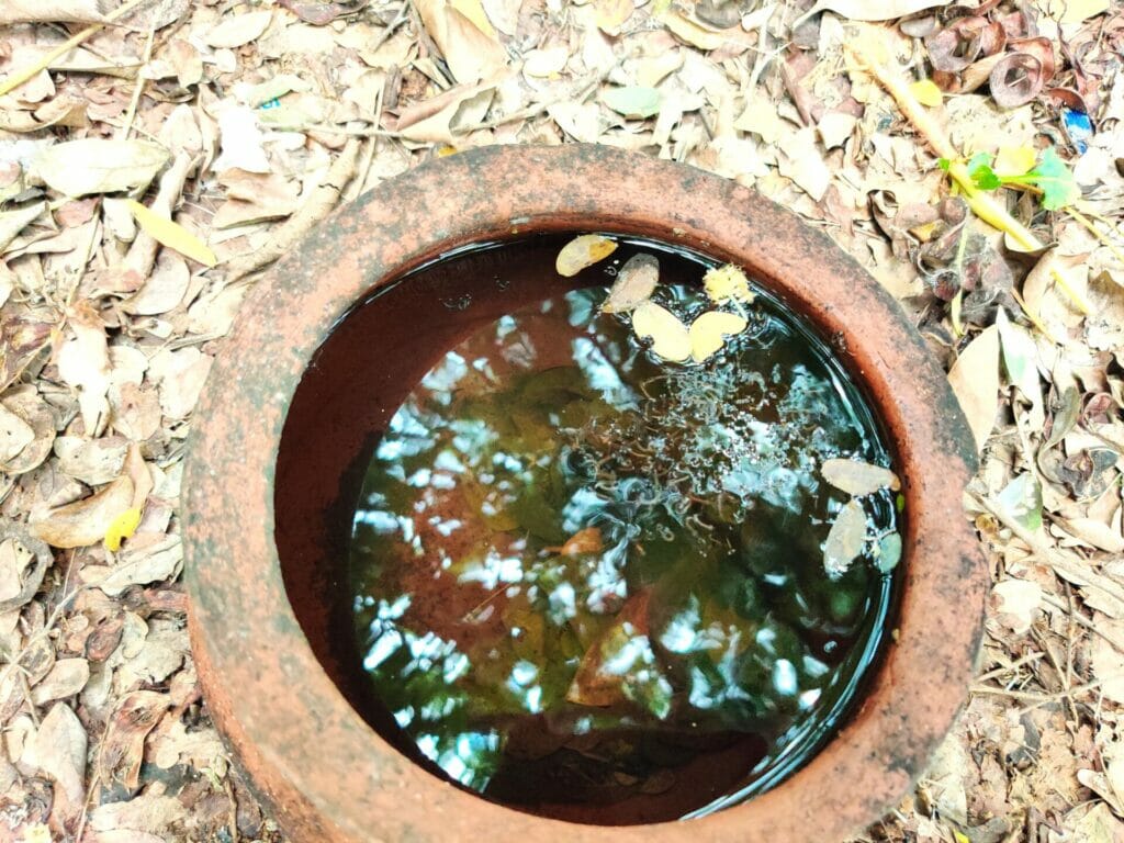 A discarded pot with  water and mosquito larvae