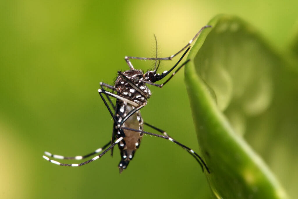 Dengue mosquito species, Aedes aegypti 
