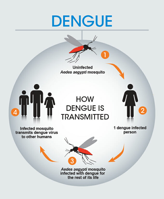 Infographic about dengue transmission