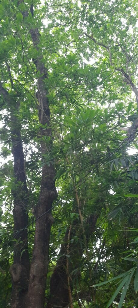 illaipai tree