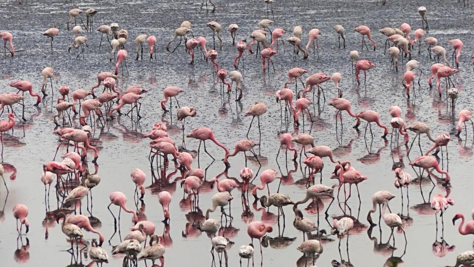 Wetlands provide habitat for thousands of species of aquatic and terrestrial plants and animals. The wetlands in Navi Mumbai house ten thousands of flamingoes. Pic: NMEPS commons