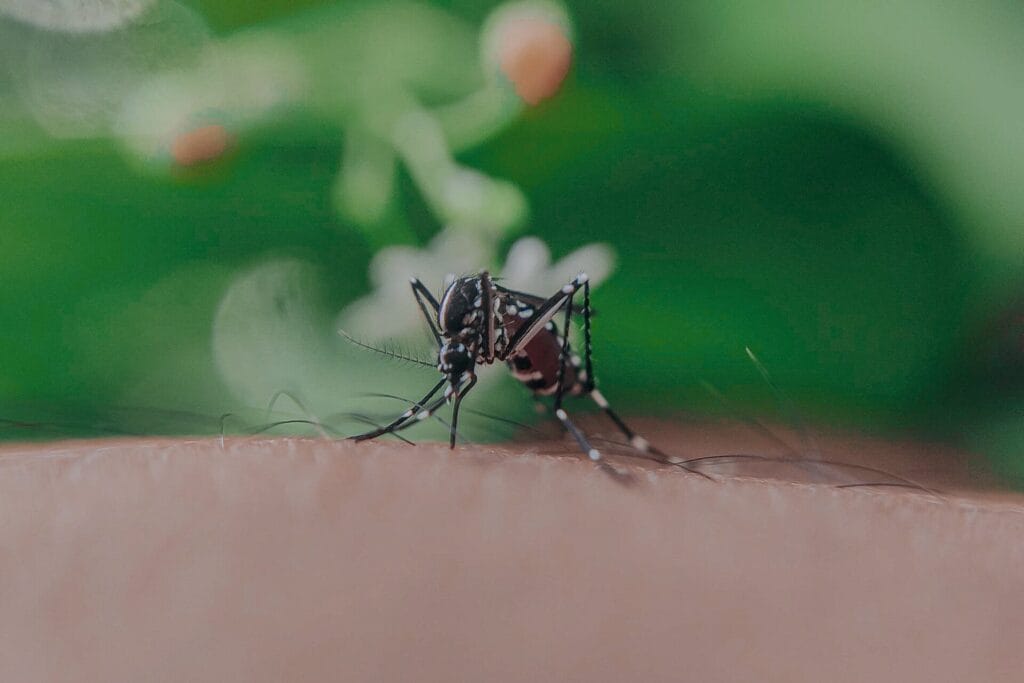 Mosquito image 