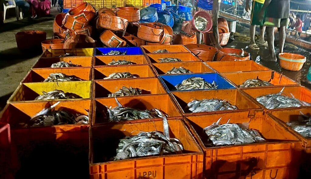 Koliwada fishermen sort and store freshly caught fish in various cartons. 