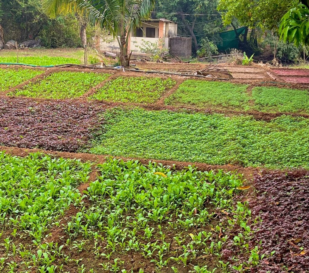 A farm in Habal Pada with different crops. 