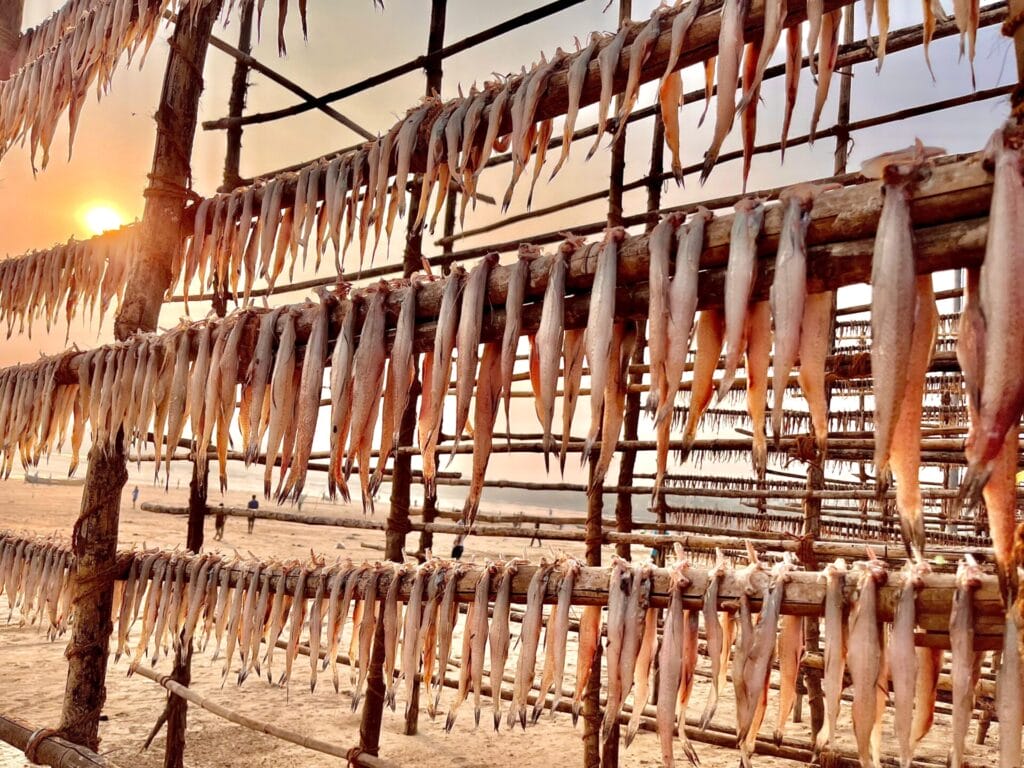Bombay duck fish kept out for drying. 