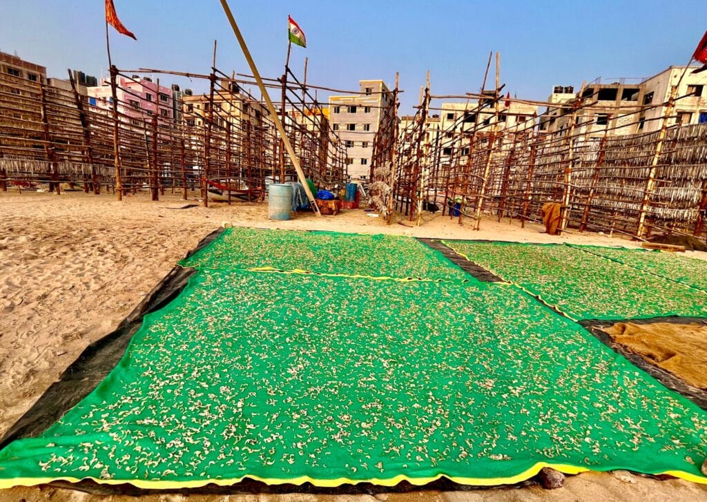 Some fishes (prawns) which cannot be hung, are laid on the ground over a carpet for drying.