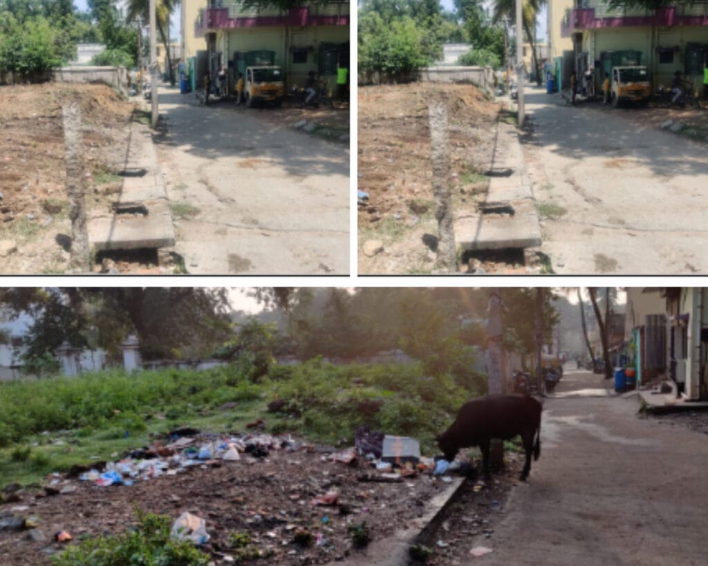 garbage strewn in the area, where cows eat from