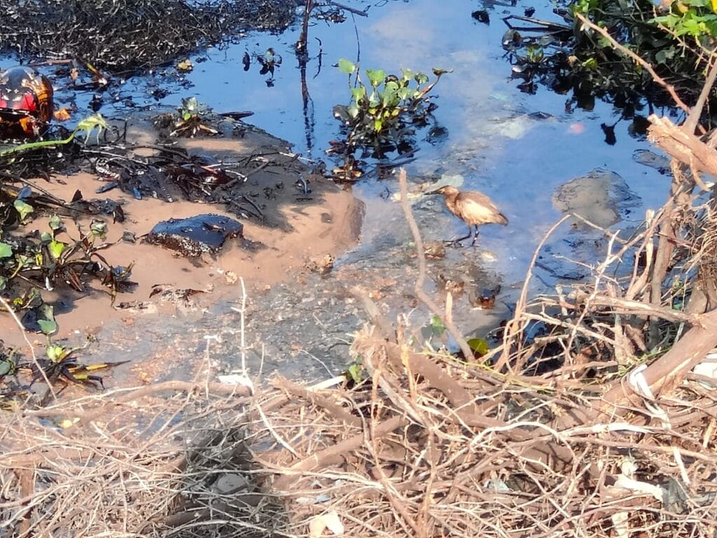 pond heron in ennore creek