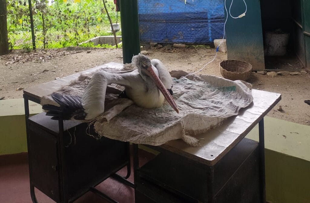 An infected pelican, in Kokkarebellur, receiving an IV drip. 