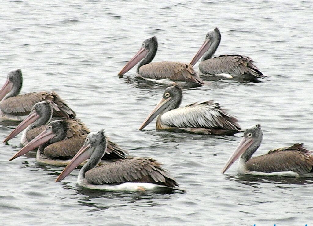 A flock of spot-billed pelicans