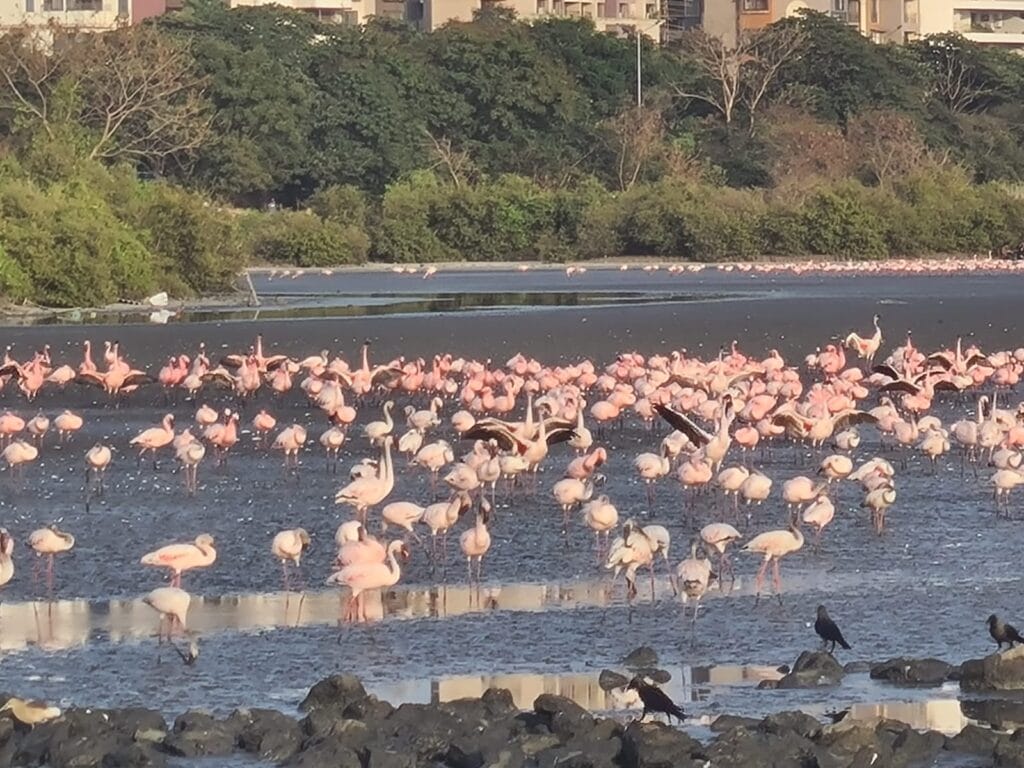 Flamingos in Chanakya Lake