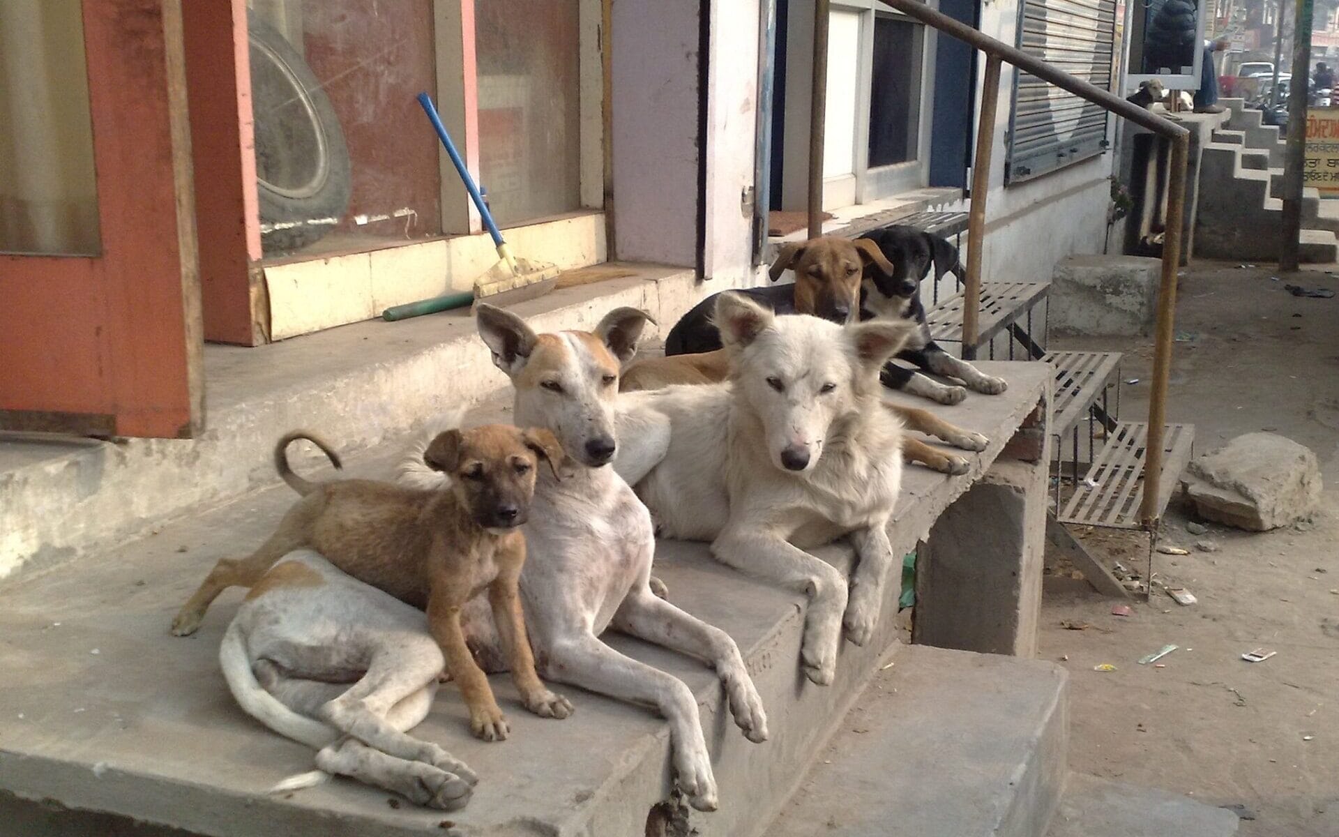 dogs sitting on steps 