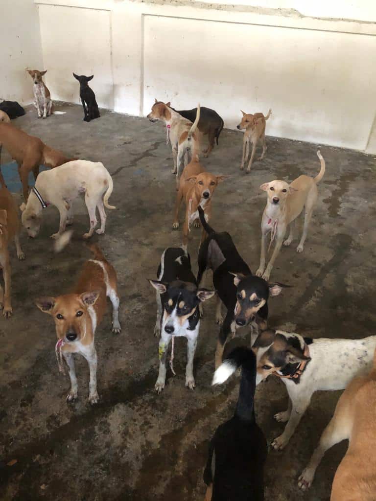 How to care for and help stray dogs in Chennai - Citizen Matters