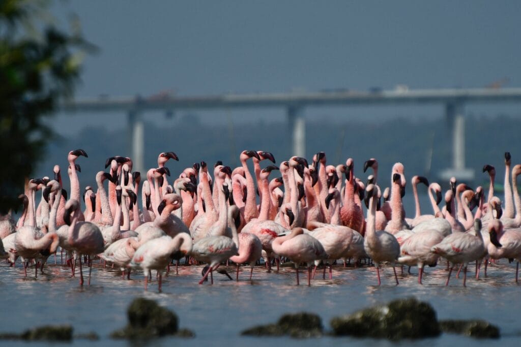 Flamingos and Navi Mumbai
