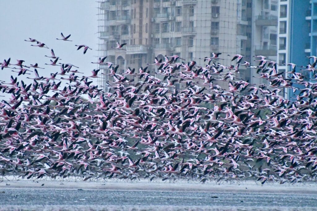 Flamingos Navi Mumbai