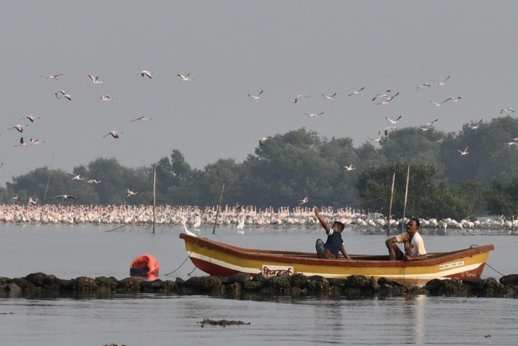 Fishermen and flamingos in Navi Mumbai