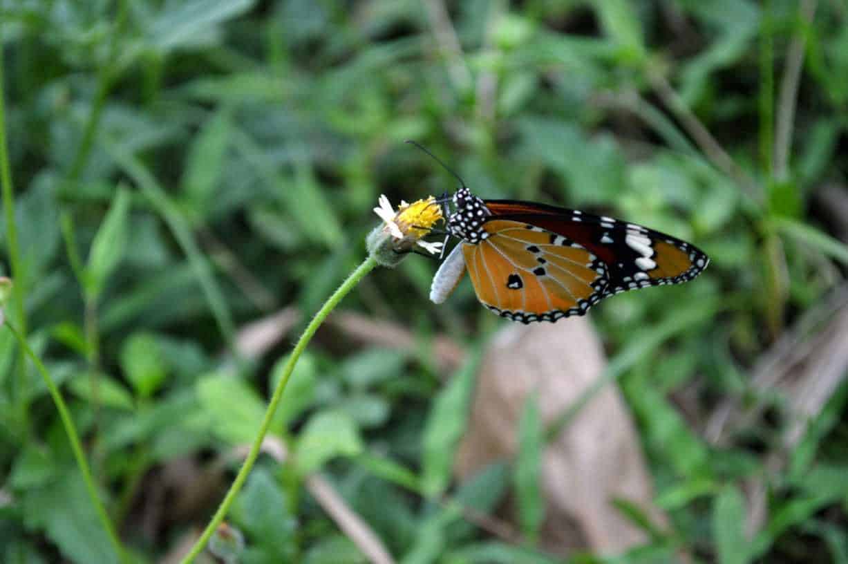 Did you know: Chennai is home to nearly 150 butterfly species!
