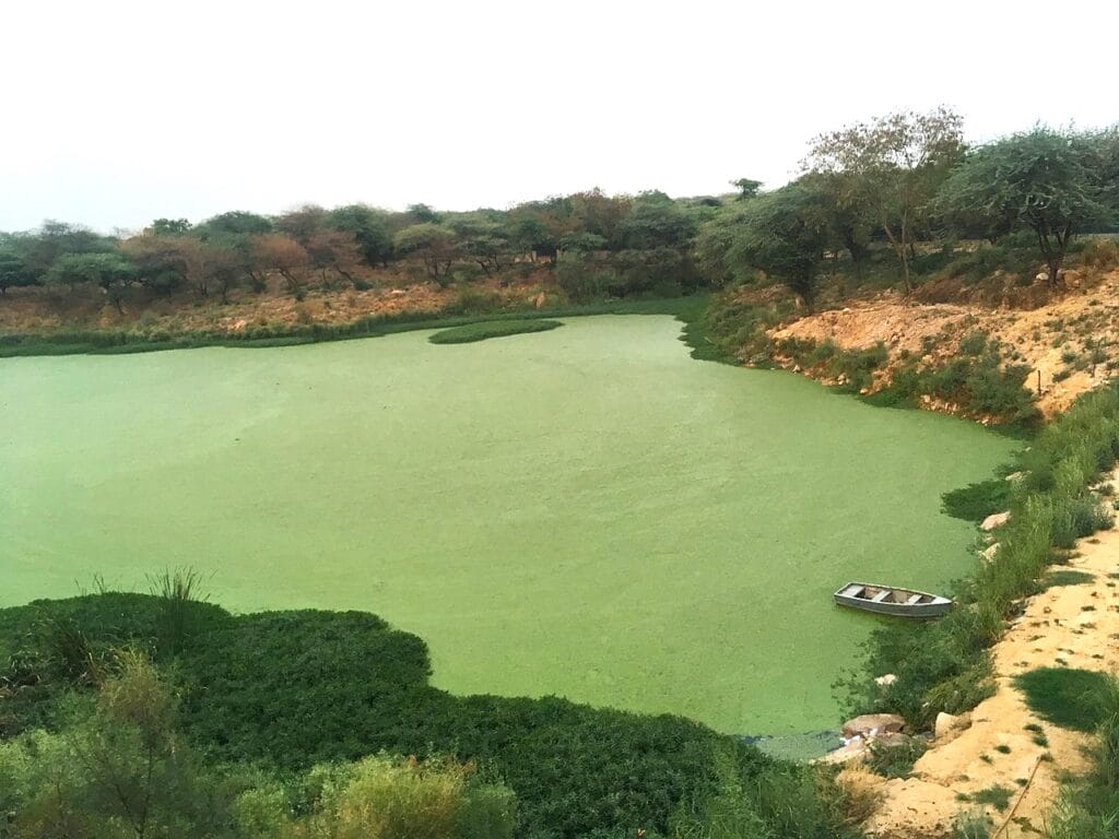 View of the Neela Hauz Lake and Sanjay Van forest area
