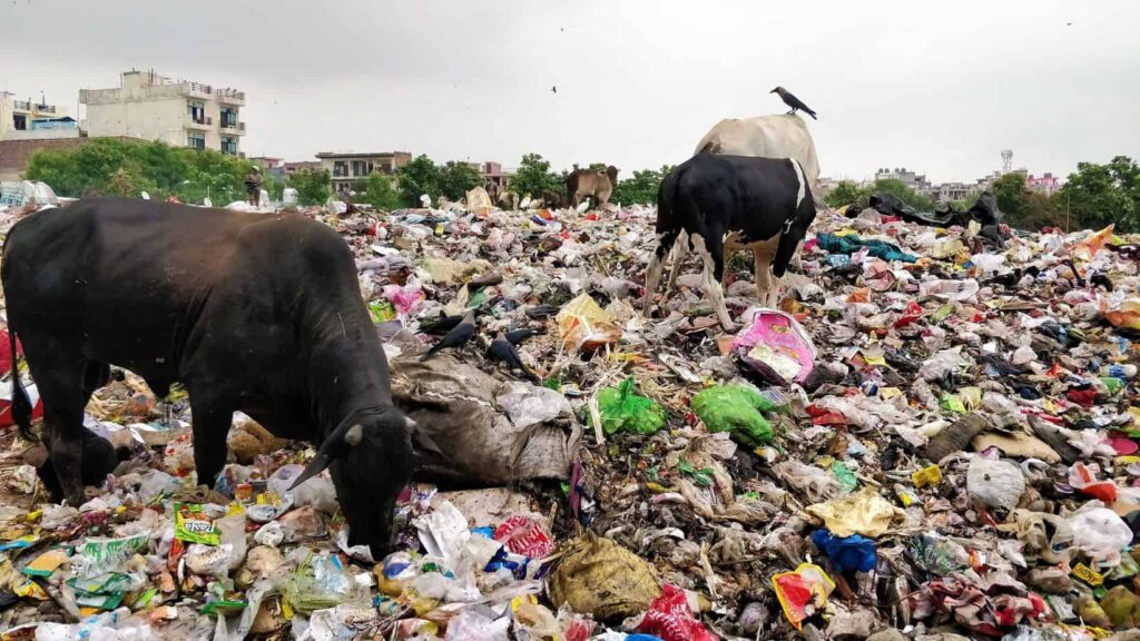 Cattle grazing at a dumpyard full of mixed waste including plastic