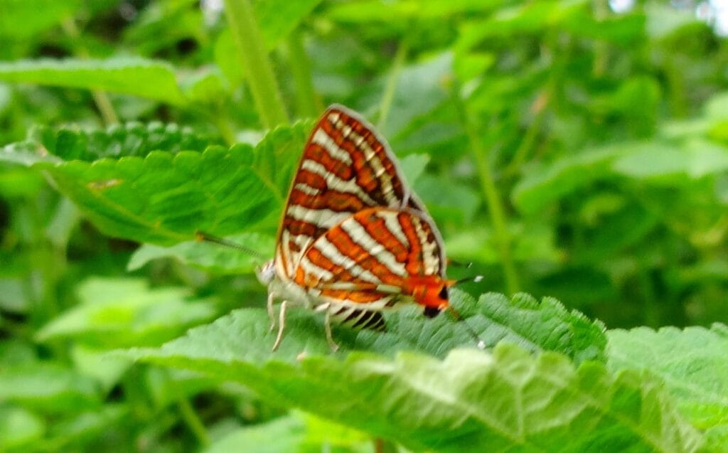 Image showing butterfly species mating in Sanjay Van, New Delhi.