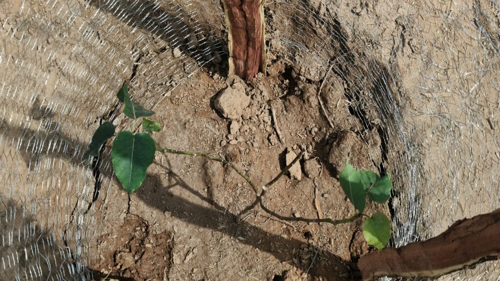 New saplings planted in Sanjay Van.
